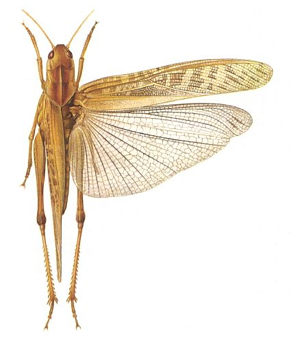 orthoptera
