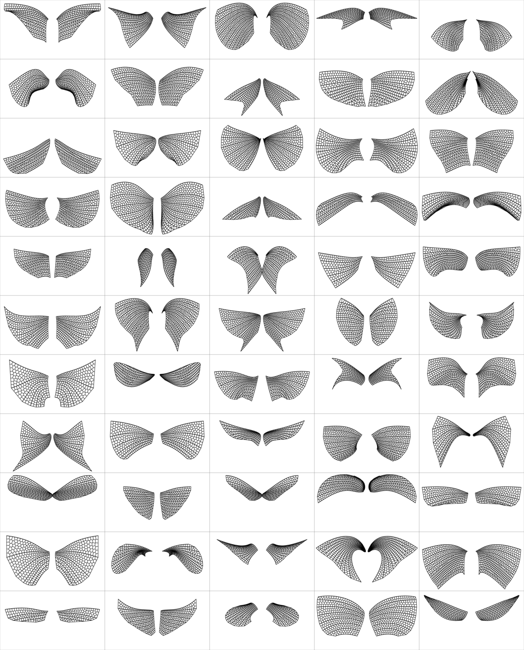 More than 50 generated insect wings