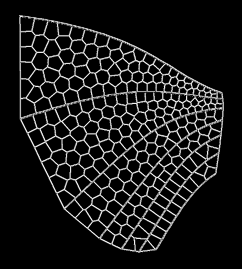 An insect wing with shading