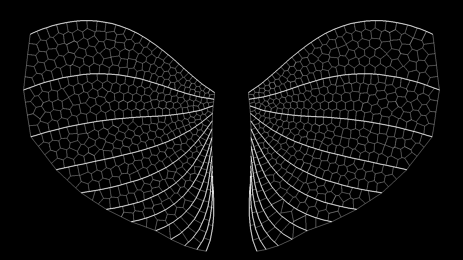 Insect Wing #54